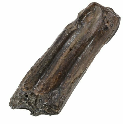 Pleistocene Aged Fossil Horse Tooth - Florida #53164